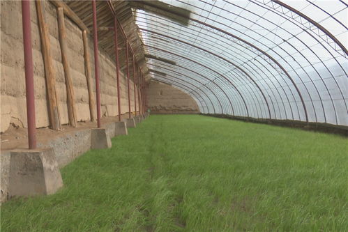 中國 張掖 高臺 農(nóng)業(yè)科技服務(wù)隊形式多樣助春耕