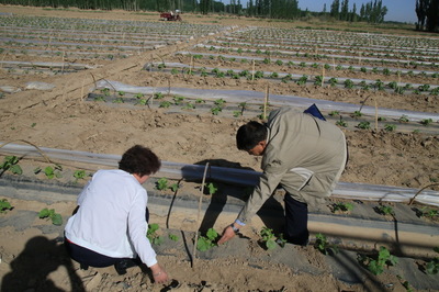 高臺縣農技中心扎實開展災后技術指導服務工作