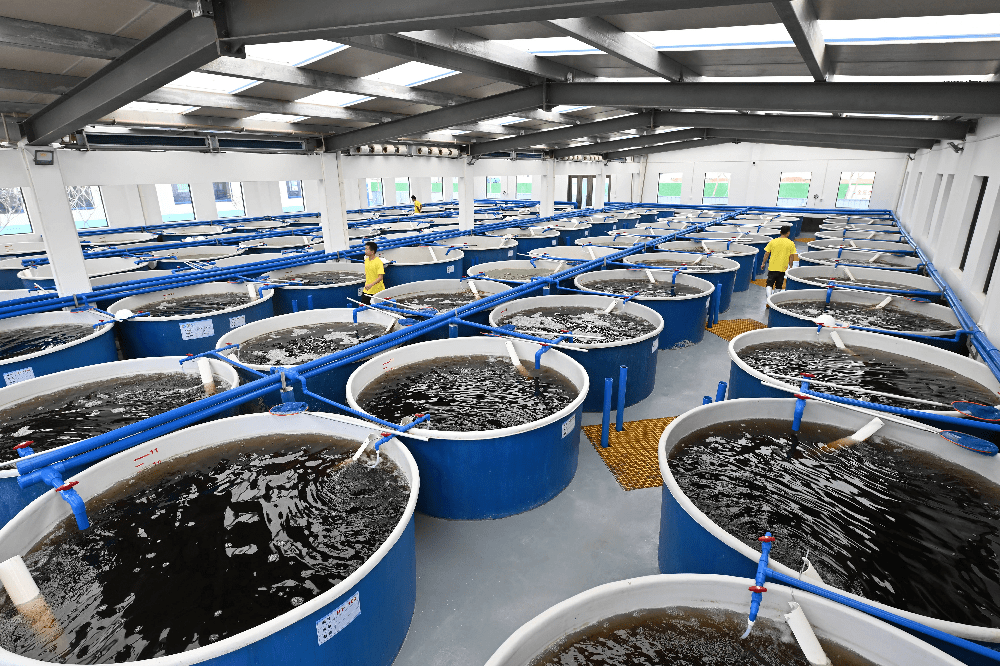 福建鴻億稼農業科技|南美白對蝦工廠養殖成新寵 產量實現飛躍