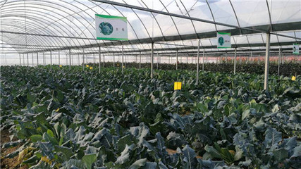 &ldquo;科技+&rdquo;助力揚州&ldquo;菜籃子&rdquo;:現代農業(yè)產業(yè)技術研究院落戶槐泗