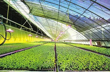 農小蜂BEEDATA-專注于農業(yè)產業(yè)的數據服務平臺