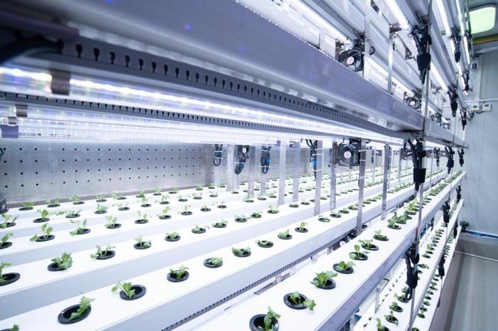 聚焦農業科技創新:植物工廠種出&ldquo;智慧菜&rdquo;