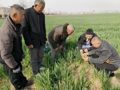 蒙城縣許疃鎮:科技特派員&ldquo;送技&rdquo;到田