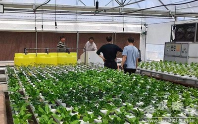 天水市農(nóng)業(yè)農(nóng)村局組織&ldquo;三區(qū)&rdquo;科技人才開展科技服務(wù)指導(dǎo)蔬菜生產(chǎn)(圖)