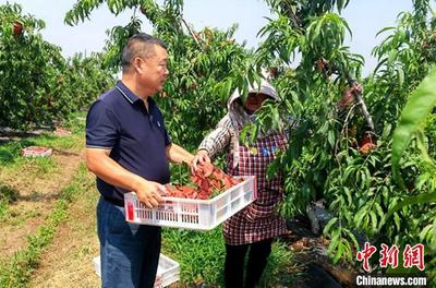 科技特派員扎根江蘇新沂農村傳經送寶助力&ldquo;甜蜜產業&rdquo;