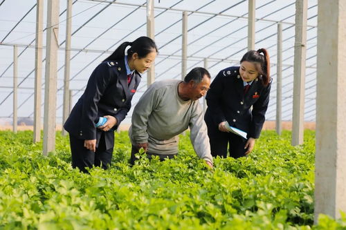 稅引擎 驅動智慧農業展開 豐收 畫卷 央廣網