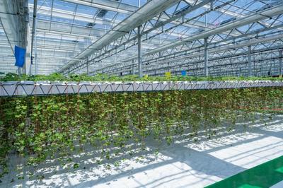 平湖農開:新一批農業產業項目集中竣工,美麗城鎮再添&ldquo;產業美&rdquo;