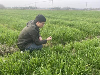 廬江郭河 扎實加強春季農(nóng)業(yè)科技服務(wù)